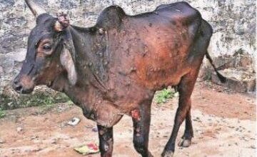 Vigilance should be taken to prevent outbreak of lumpy skin disease in animals