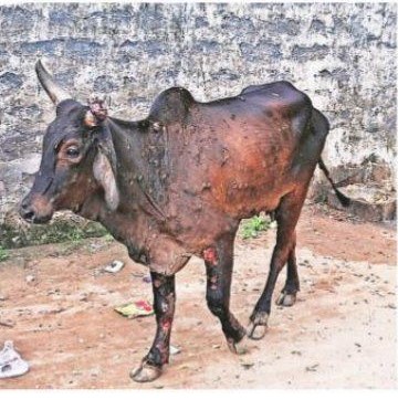 Vigilance should be taken to prevent outbreak of lumpy skin disease in animals
